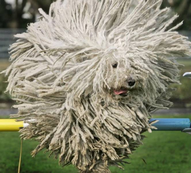 mop dog