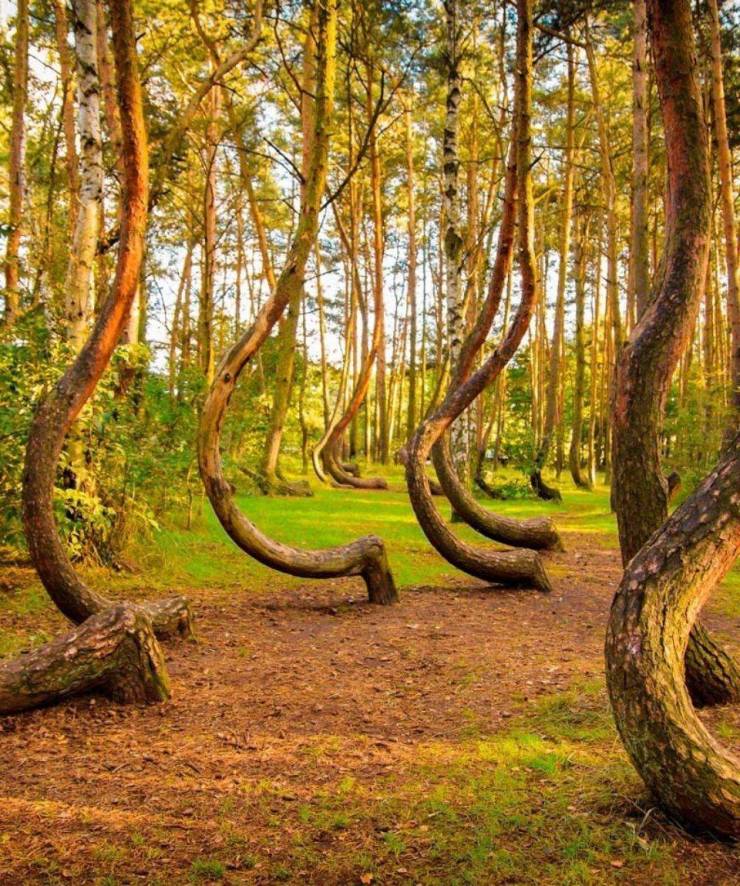 crooked forest