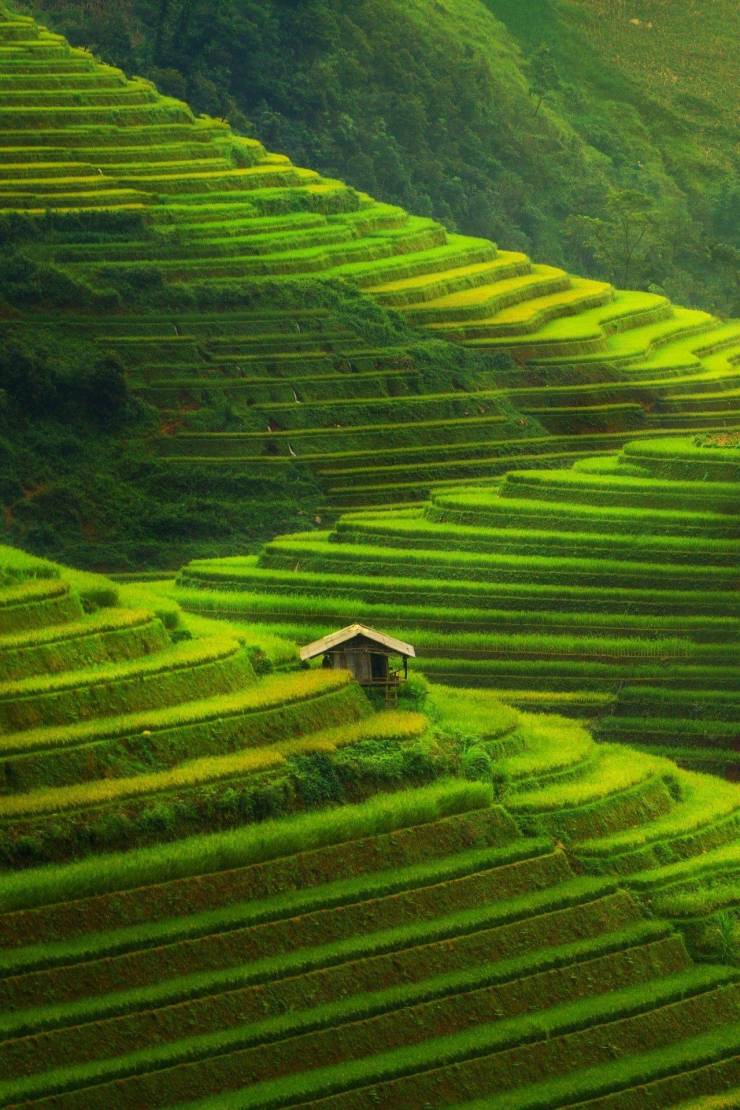 terraced rice fields vietnam