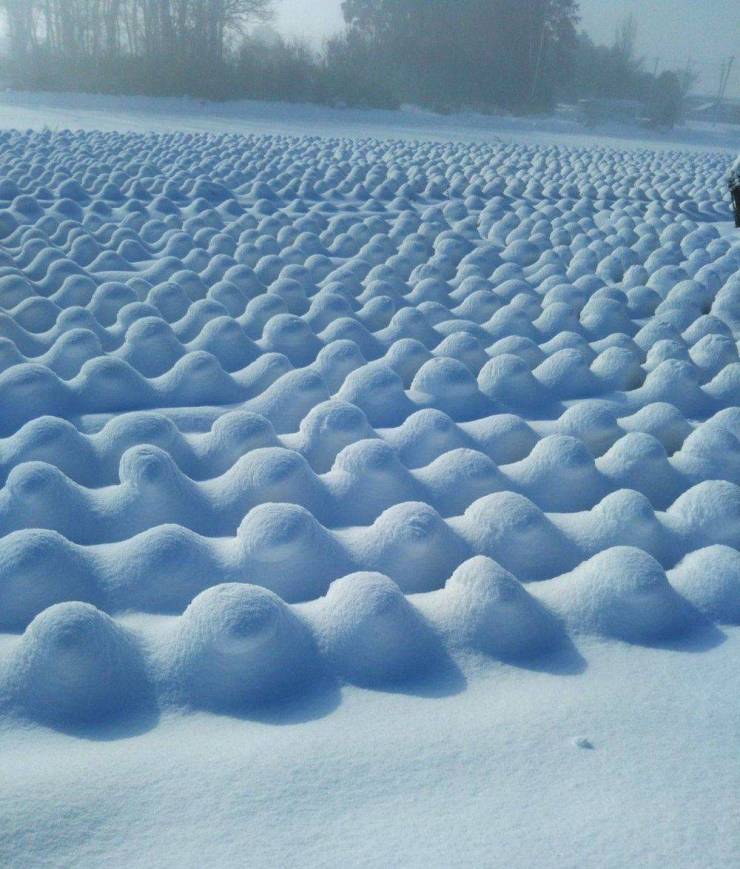 cabbage field in the snow