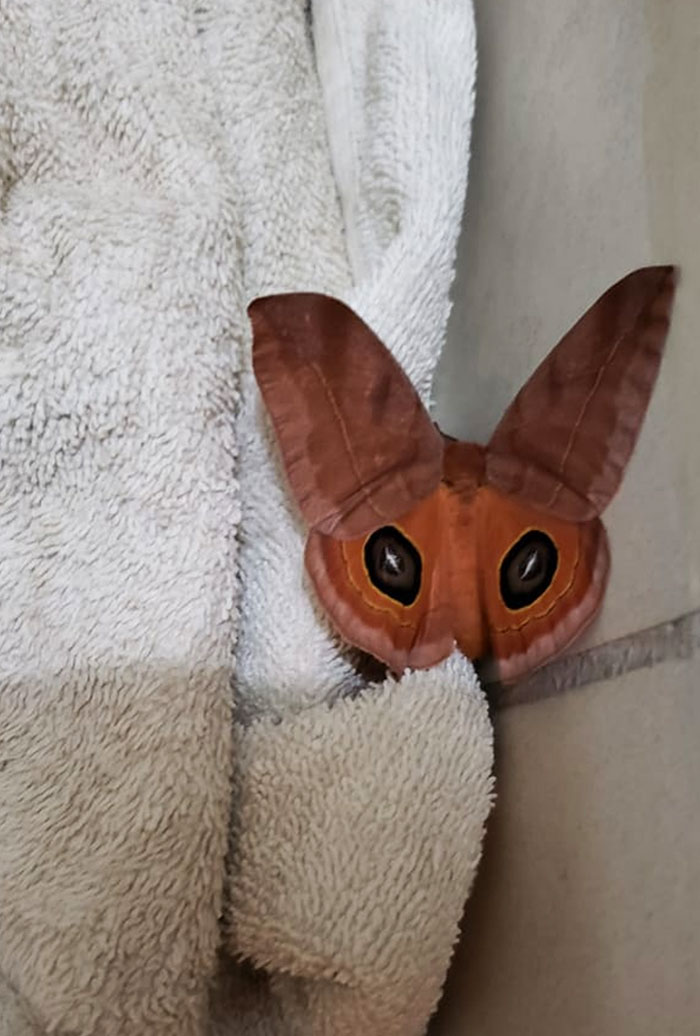 Butterfly Looks Like An Animated Fox