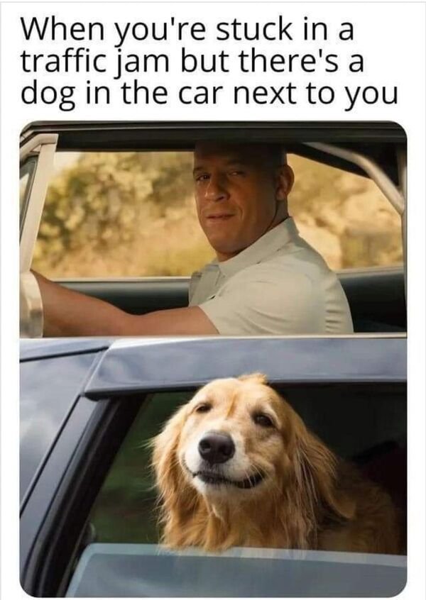 Retriever - When you're stuck in a traffic jam but there's a dog in the car next to you