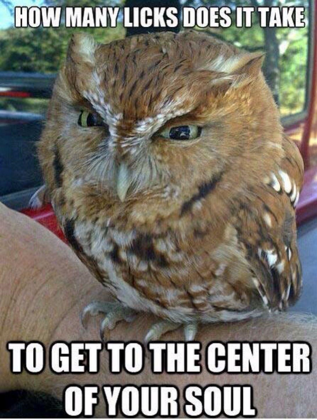 evil owl meme - How Many Licks Does It Take To Get To The Center Of Your Soul
