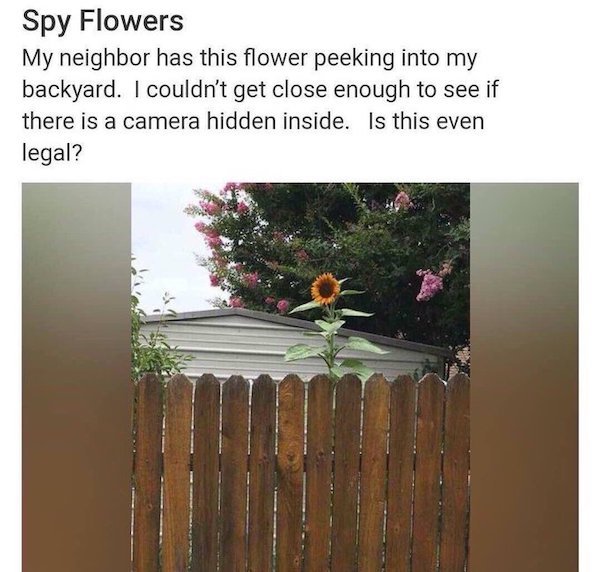 nextdoor funny - Spy Flowers My neighbor has this flower peeking into my backyard. I couldn't get close enough to see if there is a camera hidden inside. Is this even legal?