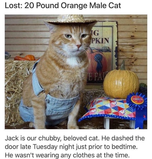 cat - Lost 20 Pound Orange Male Cat Pkin E Fat Jack is our chubby, beloved cat. He dashed the door late Tuesday night just prior to bedtime. He wasn't wearing any clothes at the time.
