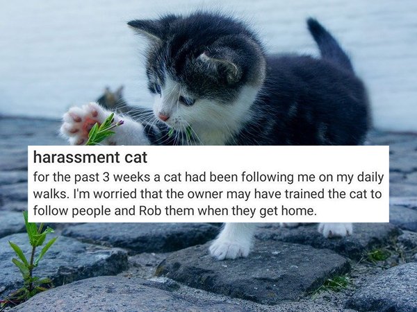 saving a kitten - harassment cat for the past 3 weeks a cat had been ing me on my daily walks. I'm worried that the owner may have trained the cat to people and Rob them when they get home.