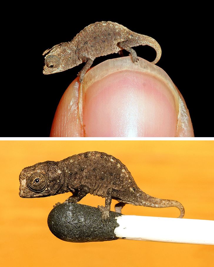amazing photos and fascinating things - brookesia micra