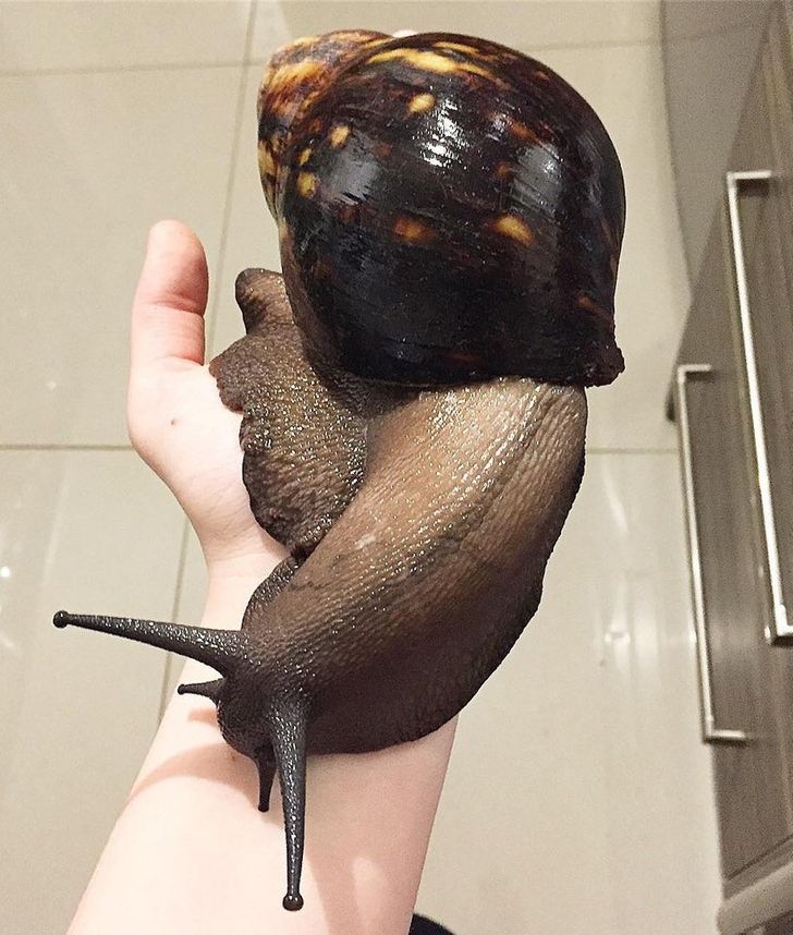 amazing photos and fascinating things - massive snail