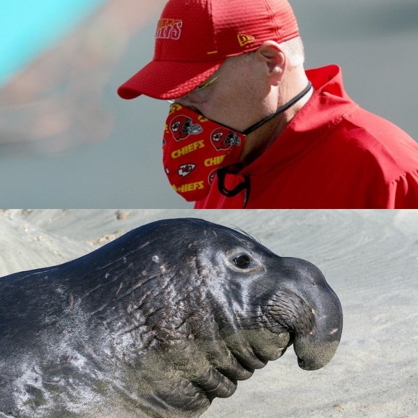 funny memes and pics - kansas city chiefs coach looks like animal