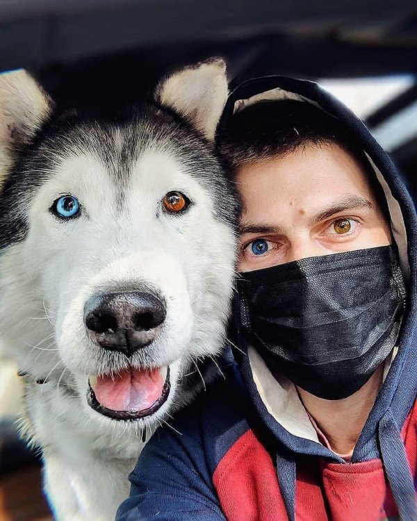 funny memes and pics - dog and man with heterochromia