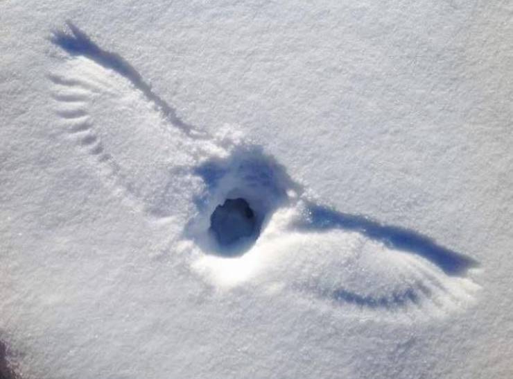 cool pics -- imprint in the snow of owl hunting