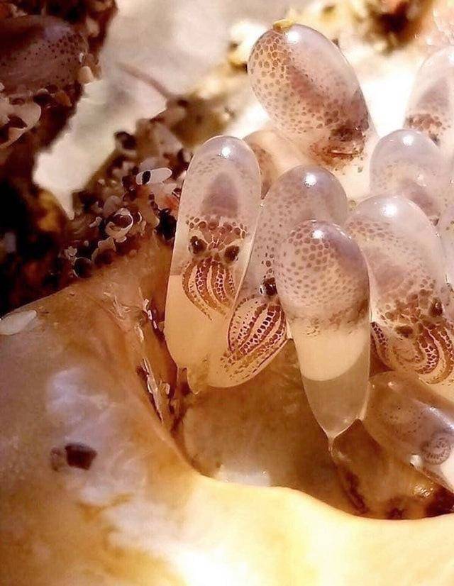 cool pics - baby octopuses in eggs