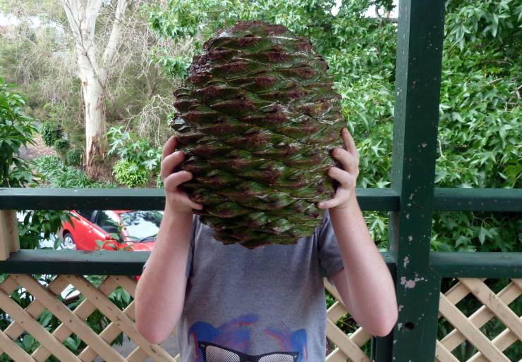 cool pics - giant pine cone