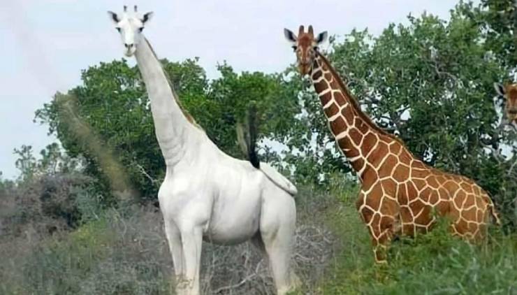 cool pics - white giraffe