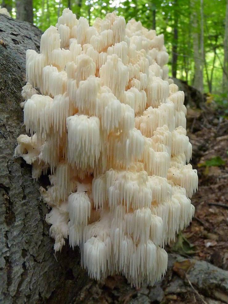 cool pics - white mushrooms that look like icicles