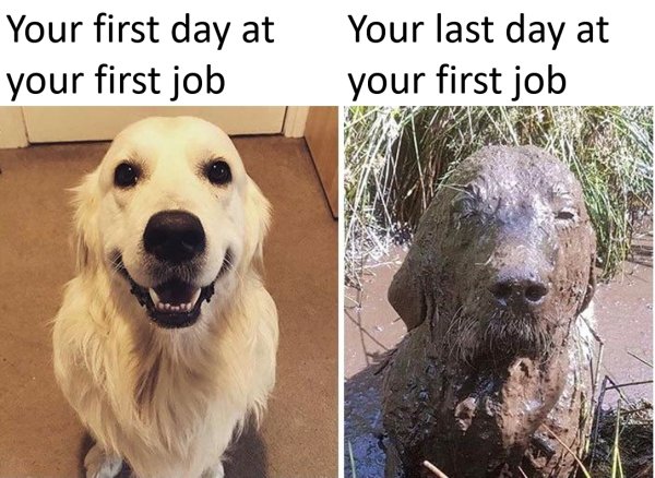 muddy golden retriever - Your first day at your first job Your last day at your first job