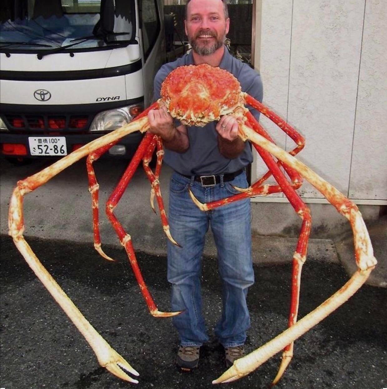 japanese spider crab - Dyna 100 5286