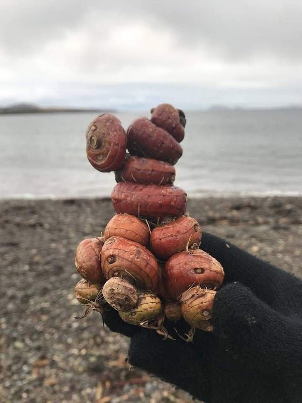 Washed up on the shore of Beara, Ireland. What is this?

A: I think those may be the corms of sea club rush but not sure.