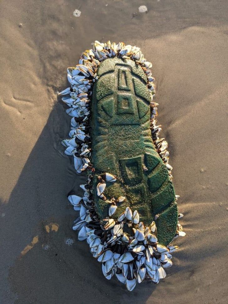 Mussels served up like in a haute cuisine restaurant — Shoe Covered in Mussels on the Beach