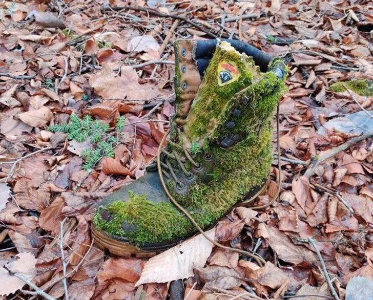 This boot covered in moss looks like a work of art.