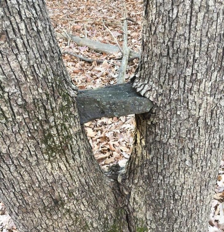 “My sisters and I put this rock between these tree limbs about 10 years ago.”