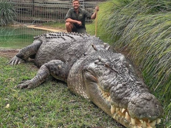 funny pics and memes - giant crocodile