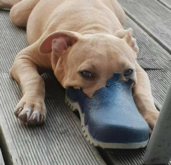 funny pics and memes - dog wearing shoe looks like platypus