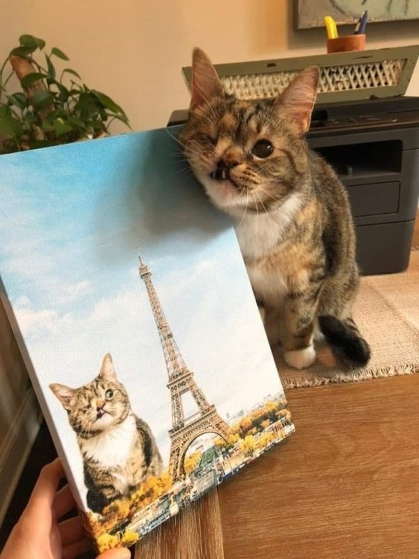 funny pics and memes - Cat posing next to painting of cat
