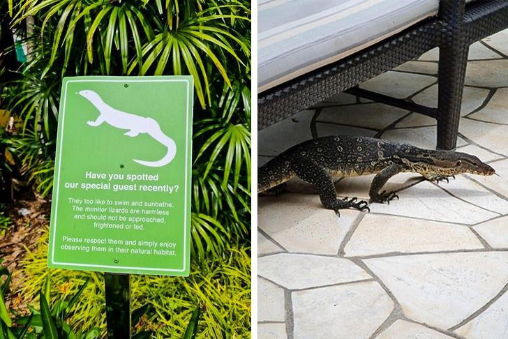monitor lizard hotel - Have you spotted our special guest recently? They too liko to swim and sunbathe. The monitor lizards are harmless and should not be approached. Frightened or fed Please respect them and simply enjoy observing them in their natural h