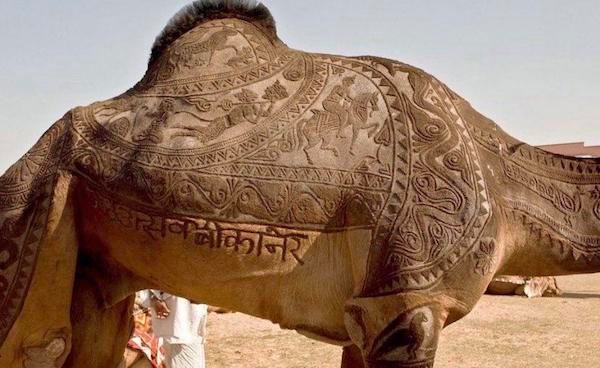 Impressively intricate haircuts on camels is an ancient tradition in Egypt