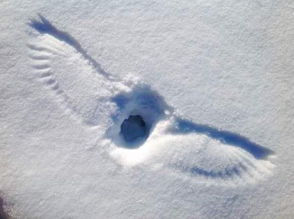 The spot where an owl dove for a mouse hiding in the snow.