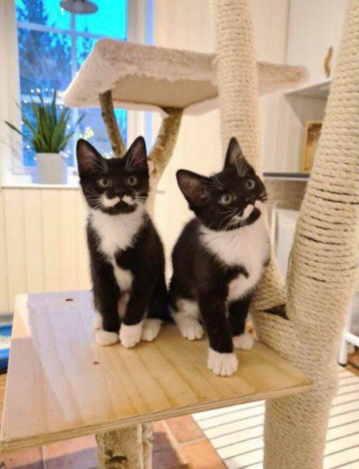 "These Kittens With Perfect Moustache Patterns"