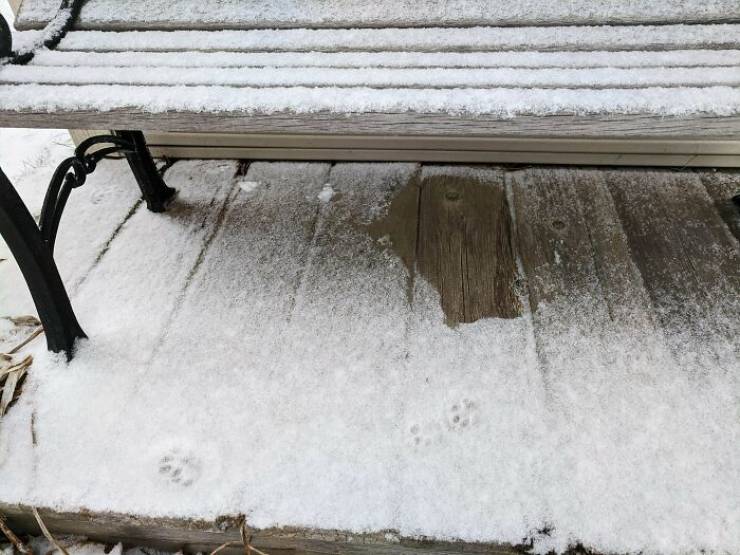 "The Spot Where A Cat Waited Out The Snowfall"