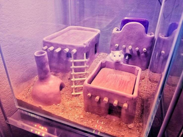 "I Made A Pueblo Out Of Clay For My Roborovski Hamster"