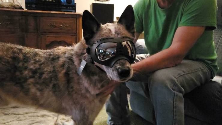 "My Dog Hates Getting Rain/Wind In His Eyes, So My Dad Got Him Goggles For Christmas For When They Go Hiking"