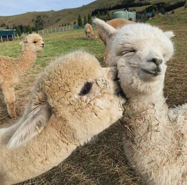 kissing alpacas