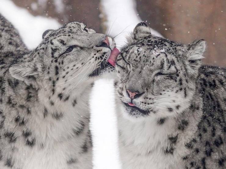 snow leopard