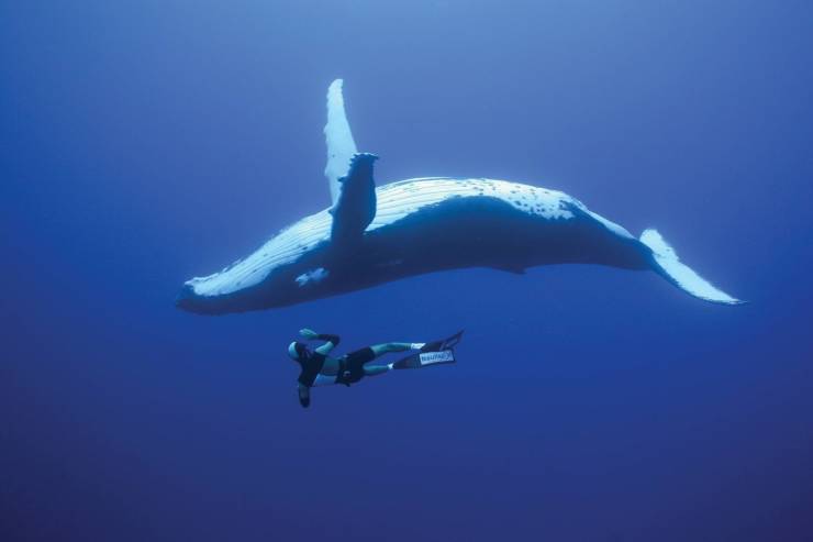 diving with whales