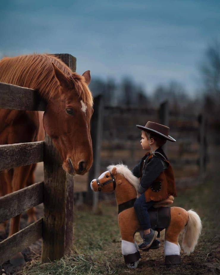 wildlife photography horse