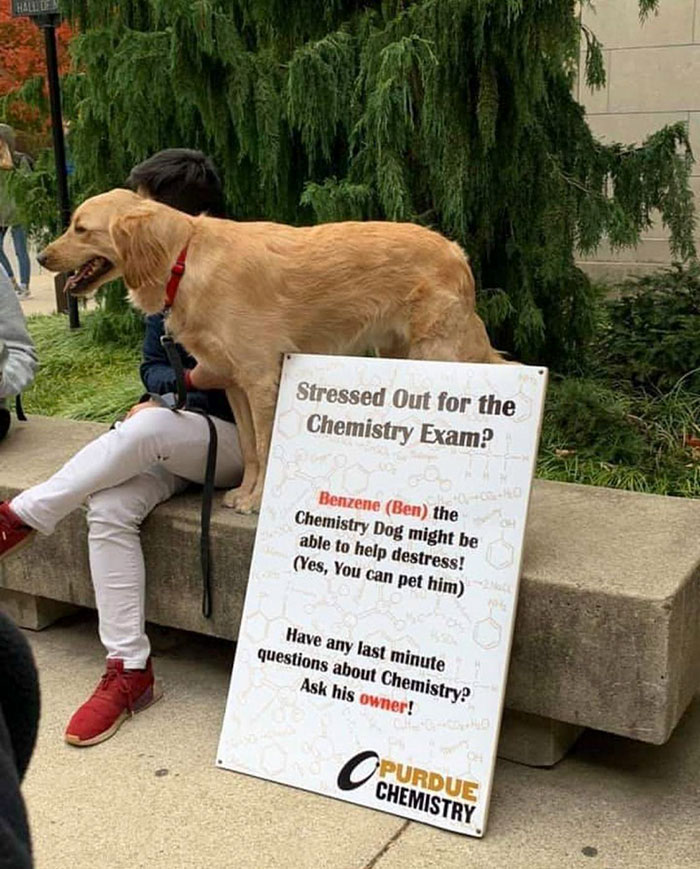feel good pics - Stressed Out for the Chemistry Exam? Benzene Ben the Chemistry Dog might be able to help destress! Yes, You can pet him Have any last minute questions about Chemistry? Ask his owner!