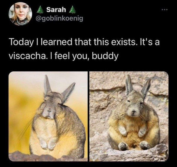 Viscacha - Sarah Today I learned that this exists. It's a viscacha. I feel you, buddy