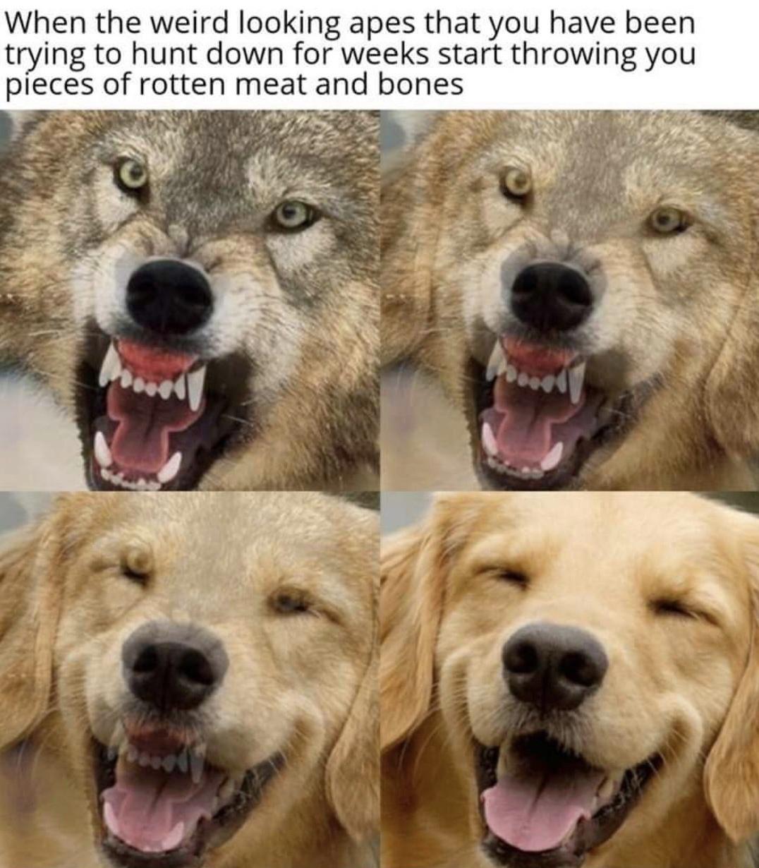 funny pics - wolf transforming into dog - When the weird looking apes that you have been trying to hunt down for weeks start throwing you pieces of rotten meat and bones