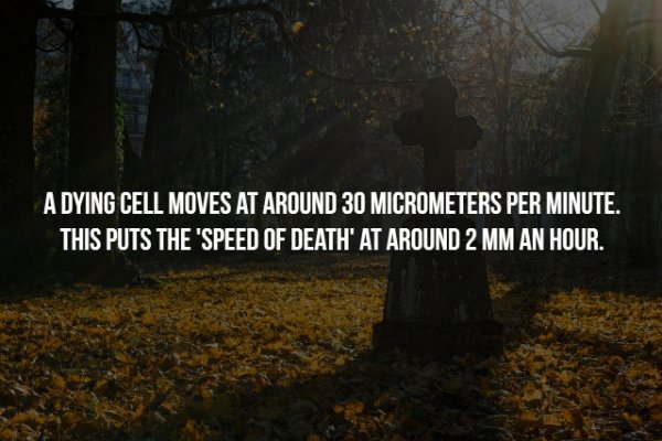 A Dying Cell Moves At Around 30 Micrometers Per Minute. This Puts The 'Speed Of Death' At Around 2 Mm An Hour.