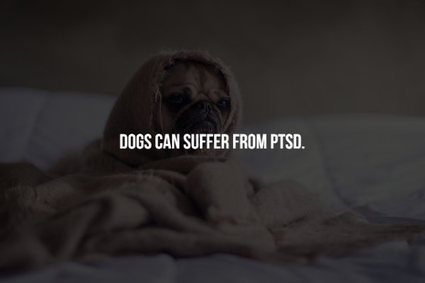 snout - Dogs Can Suffer From Ptsd.