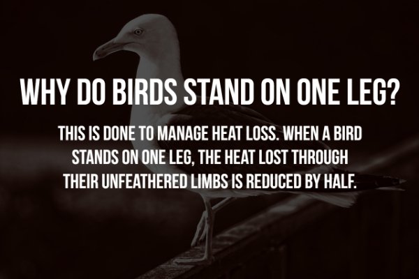 photo caption - Why Do Birds Stand On One Leg? This Is Done To Manage Heat Loss. When A Bird Stands On One Leg, The Heat Lost Through Their Unfeathered Limbs Is Reduced By Half.