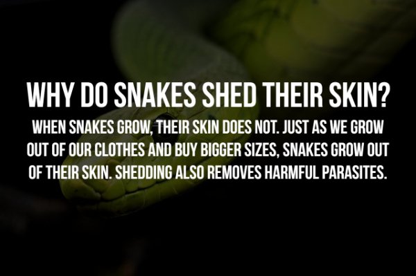 close up - Why Do Snakes Shed Their Skin? When Snakes Grow, Their Skin Does Not. Just As We Grow Out Of Our Clothes And Buy Bigger Sizes, Snakes Grow Out Of Their Skin. Shedding Also Removes Harmful Parasites.