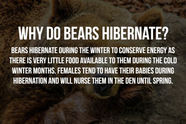 fauna - Why Do Bears Hibernate? Bears Hibernate During The Winter To Conserve Energy As There Is Very Little Food Available To Them During The Cold Winter Months. Females Tend To Have Their Babies During Hibernation And Will Nurse Them In The Den Until Sp