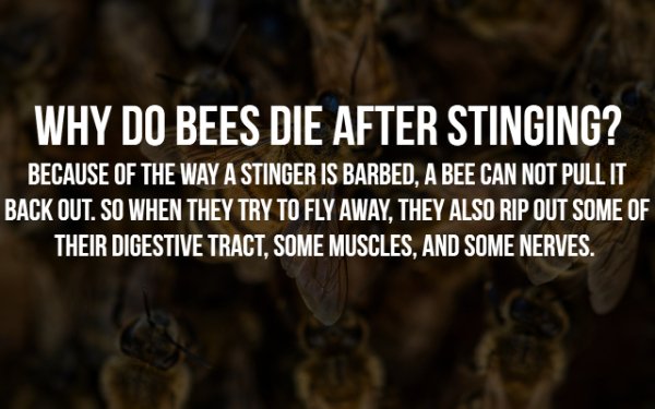 league of their own quotes - Why Do Bees Die After Stinging? Because Of The Way A Stinger Is Barbed, A Bee Can Not Pull It Back Out. So When They Try To Fly Away, They Also Rip Out Some Of Their Digestive Tract, Some Muscles, And Some Nerves.