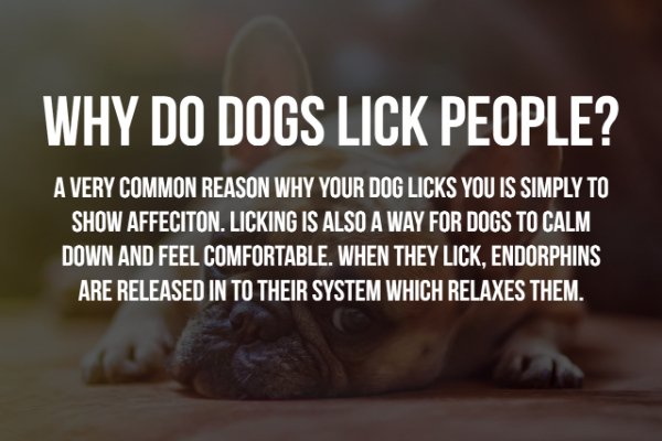 juice bar - Why Do Dogs Lick People? A Very Common Reason Why Your Dog Licks You Is Simply To Show Affeciton. Licking Is Also A Way For Dogs To Calm Down And Feel Comfortable. When They Lick, Endorphins Are Released In To Their System Which Relaxes Them.