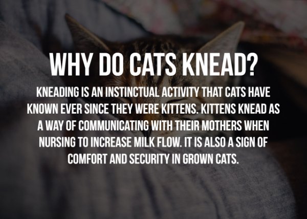 carabela motos - Why Do Cats Knead? Kneading Is An Instinctual Activity That Cats Have Known Ever Since They Were Kittens, Kittens Knead As A Way Of Communicating With Their Mothers When Nursing To Increase Milk Flow. It Is Also A Sign Of Comfort And Secu